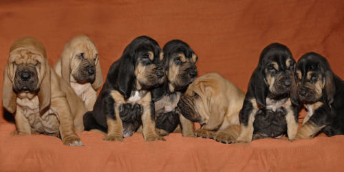 l-r  Bagr, Bajecny, Baracnik, Basnicky, Babocka, Barvicka a Barbucha.